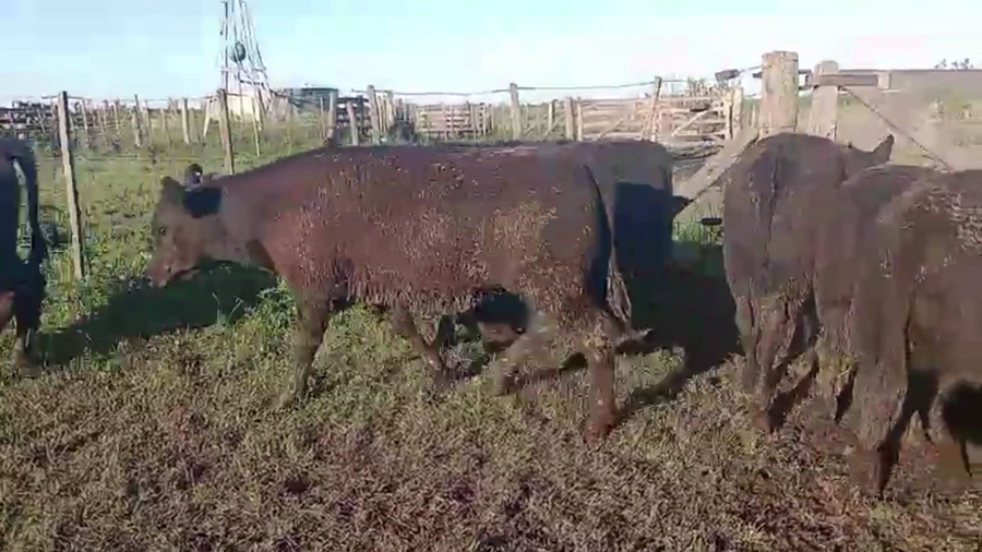 Lote 50 TERNS. MACHOS, 9 DE JULIO, PCIA. DE BS. AS.