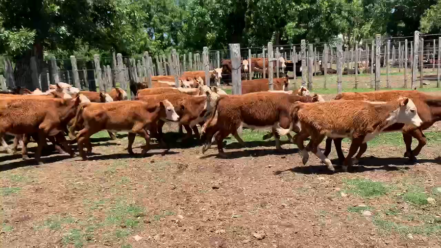 Lote 24 Terneros en Melo, Cerro Largo