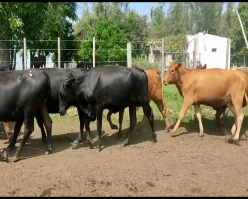 Lote 33 Vacas preñadas en Rivera