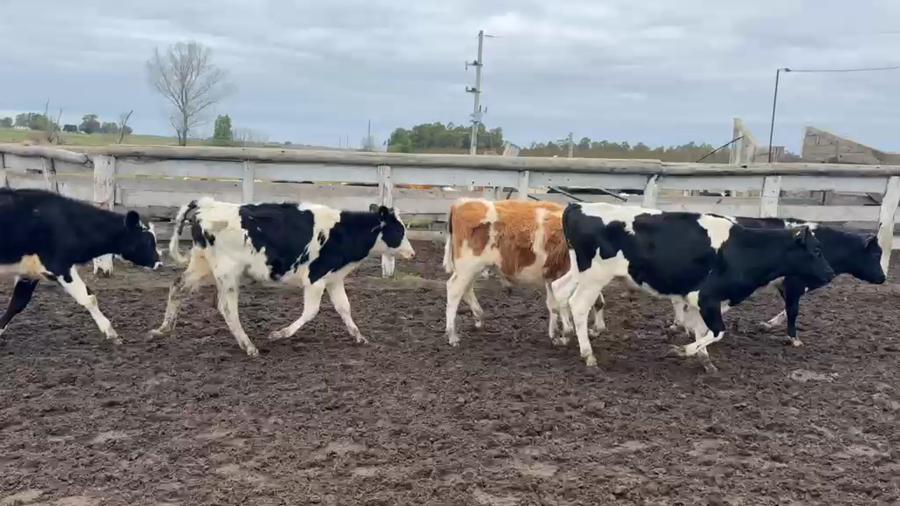 Lote TERNEROS