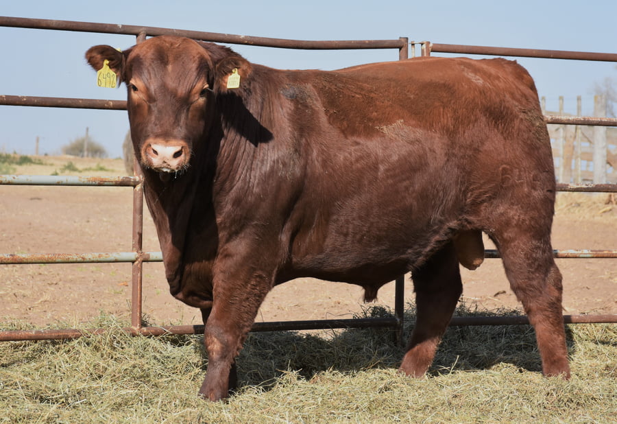 Lote TOROS (Corral 5)