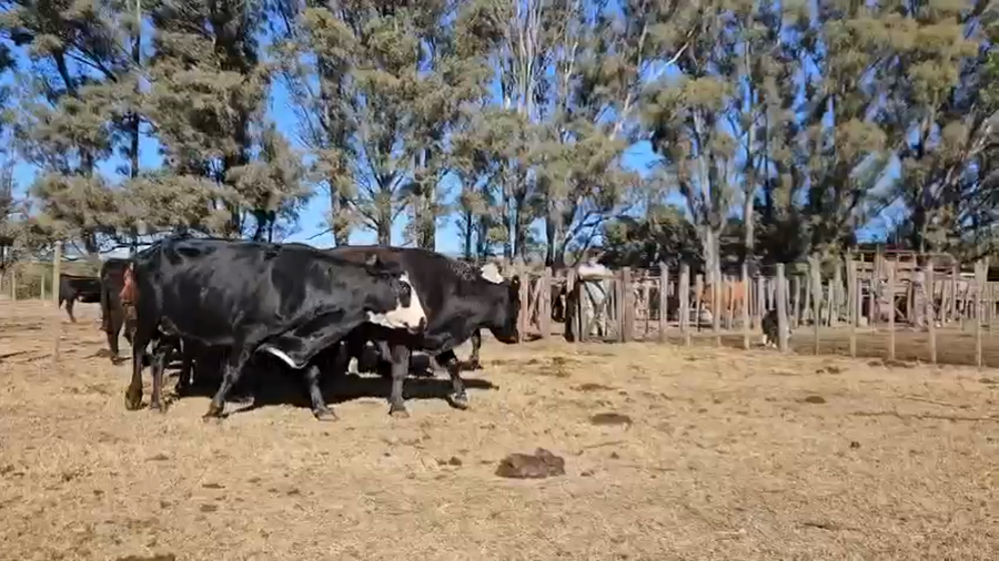 Lote 13 Vacas de invernar