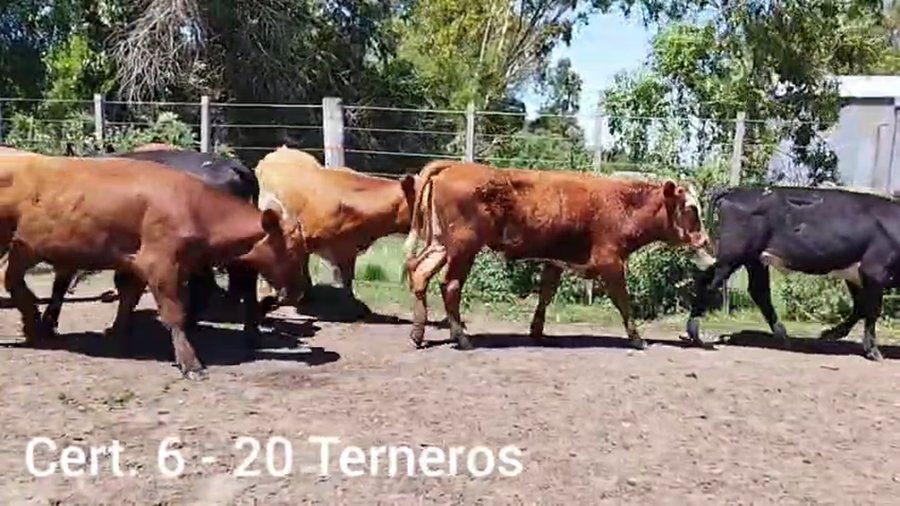 Lote TERNEROS