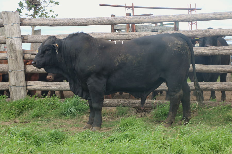 Lote Toros a remate en 14º Nacional Brangus, Tacuarembó
