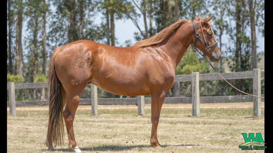 Lote WIMPY MOON CHEX