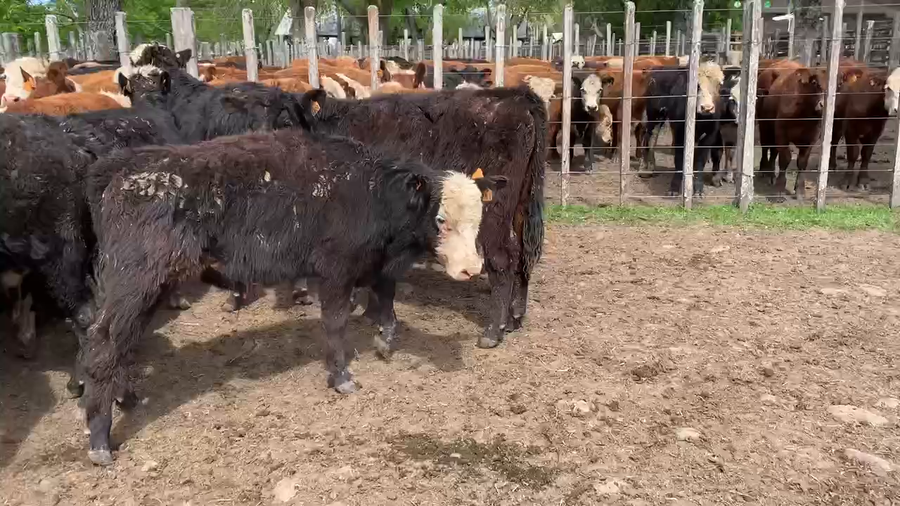 Lote 60 Novillos 1 a 2 años en Melo, Cerro Largo