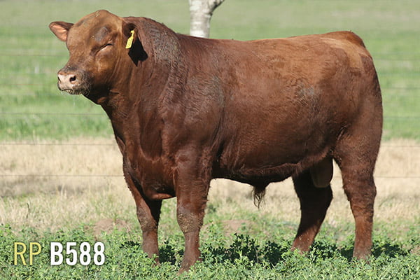 Lote 3 TOROS PUROS DE PEDIGREE