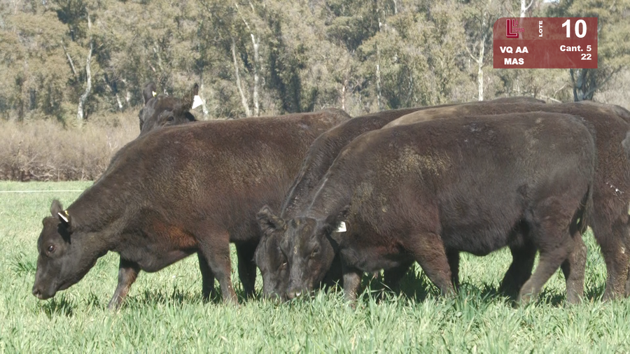Lote VAQUILLONAS ANGUS NEGRAS MAS C/GTÍA DE PREÑEZ