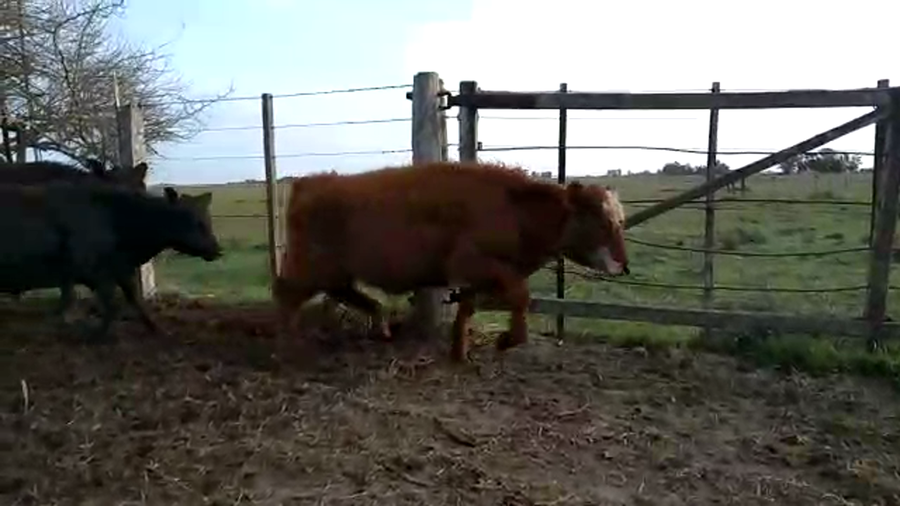 Lote 60 Terneros/as en Brandsen, Buenos Aires