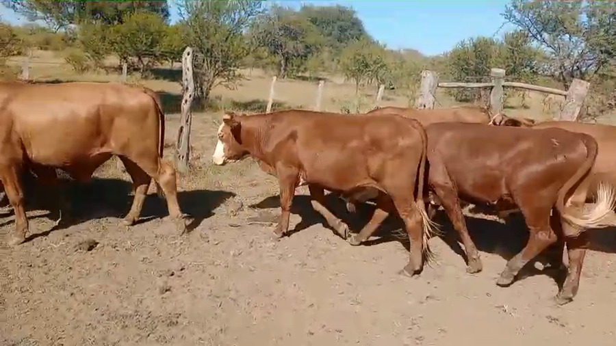 Lote 63 Novillos en Corrientes, Mercedes