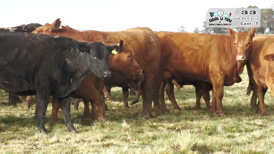 Lote VACAS PC DE 2 PARICION CON CRIA AL PIE