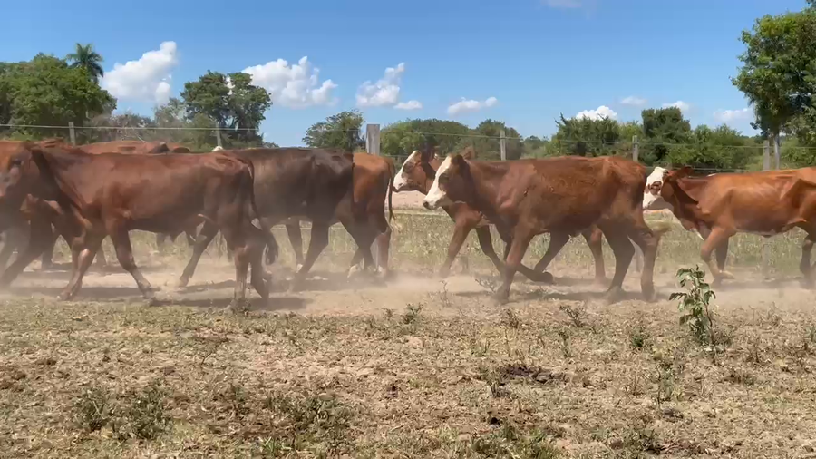 Lote 120 Terneros/as en Corrientes, Saladas