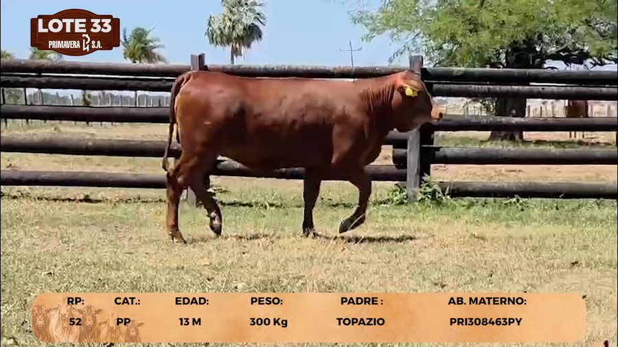 Lote LOTE 33