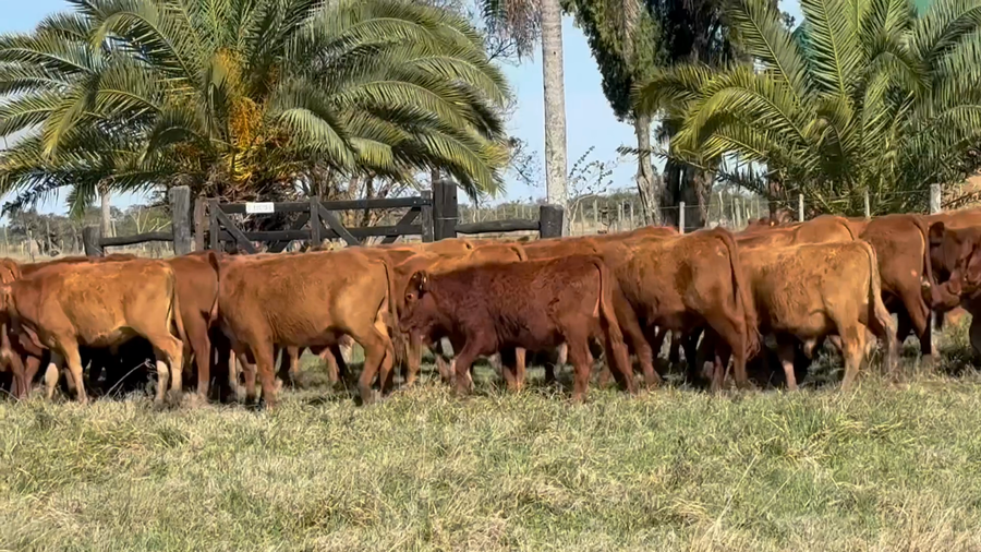 Lote 80 Terneros