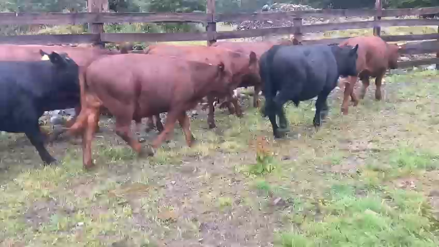 Imagen 1 del Lote Lote 24 Novillo Engorda en Chile Chico, XI Región Aysén