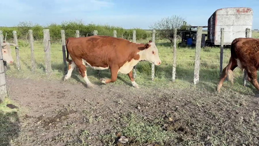 Lote VACAS PREÑADAS