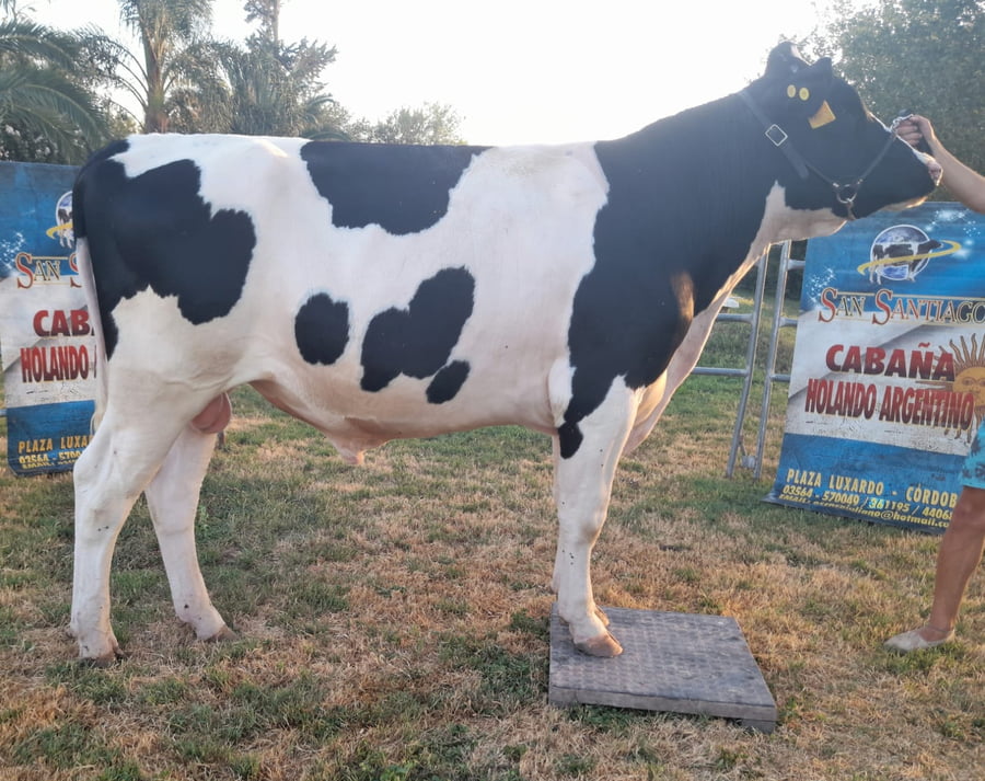 Lote Guiliano Toro Sultan