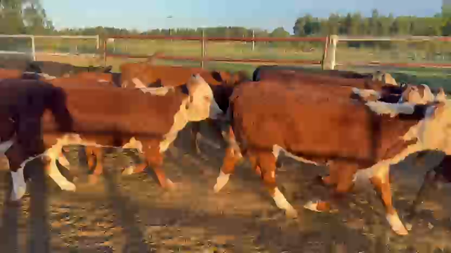 Lote 120 Terneros/as