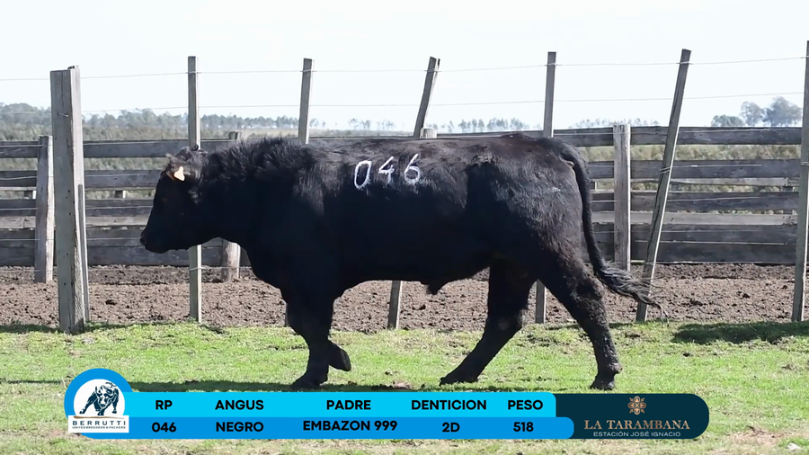 Lote Toro