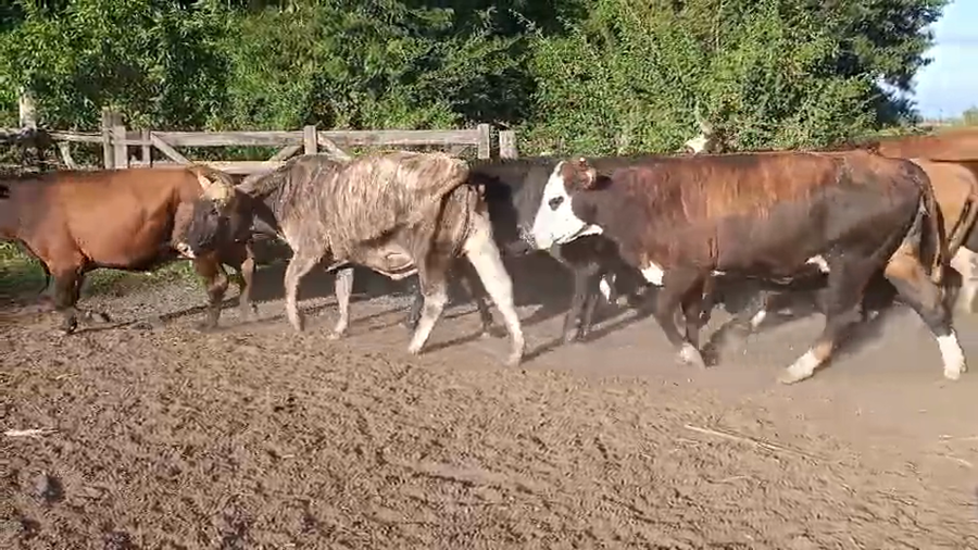 Lote 70 Vientres preñados en Corrientes, Yataití Calle