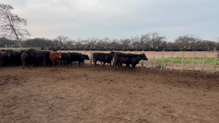 Lote 82 Vaquillonas en Villa Huidobro