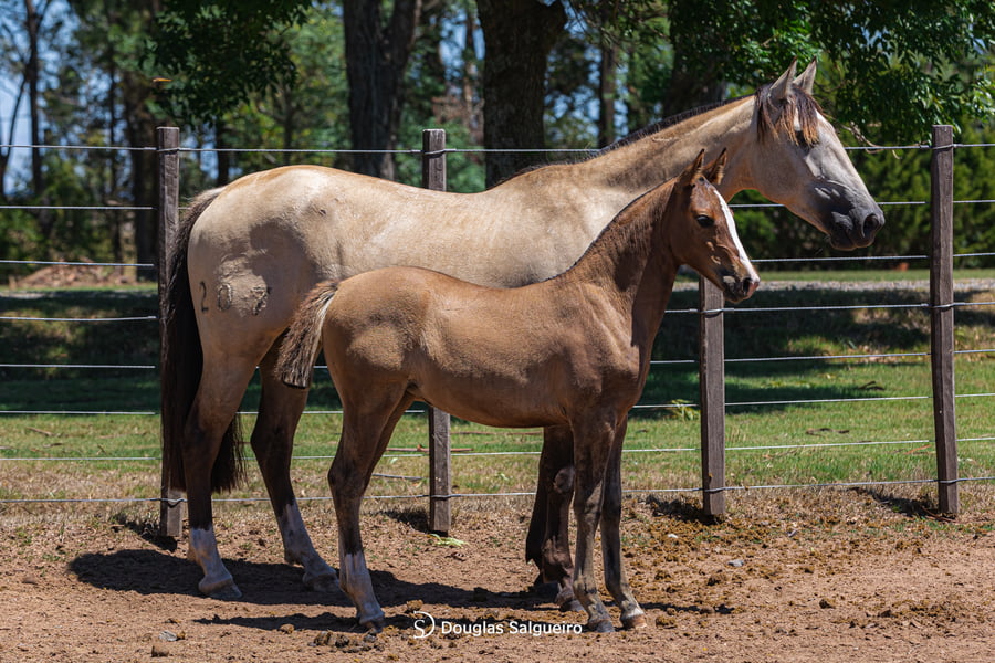 Lote JOYA DE LA COLINA