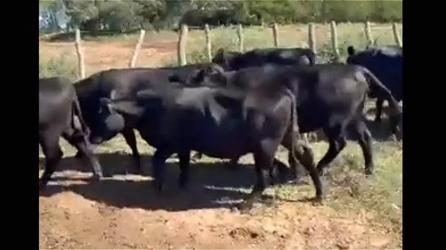 Lote 44 Vacas