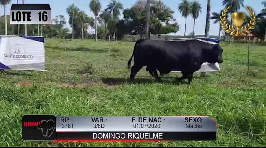Lote Nacional de Otoño Brangus Campo - Lote 16
