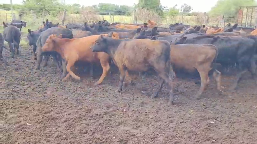 Lote 77 Terneros/as en Colón, Entre Ríos