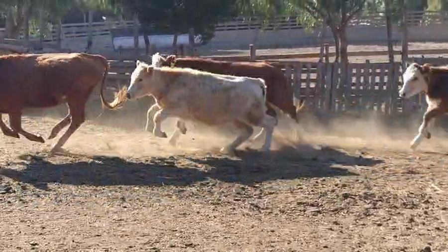 Lote 20 Vaquilla Engorda en Canela, IV Región Coquimbo