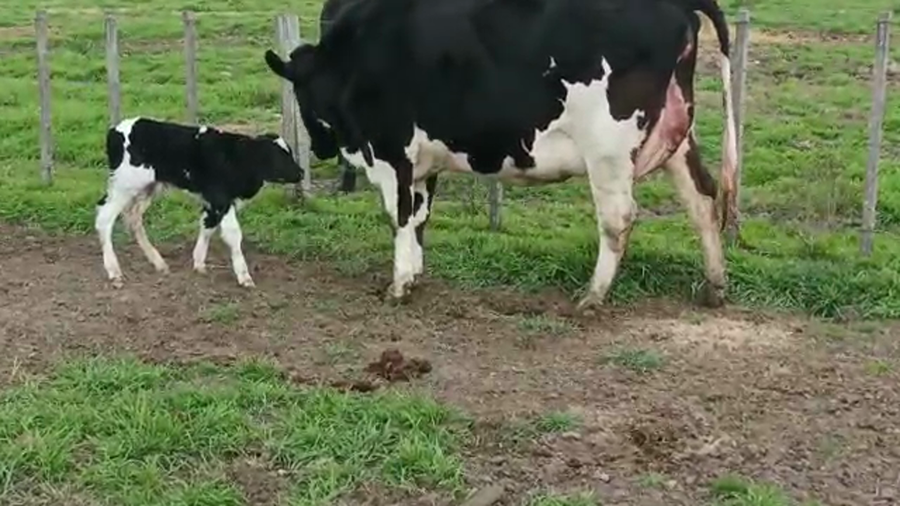 Lote (Vendido)2 Piezas de cría HOLANDO a remate en 5to remate por pantalla ENTRE MARTILLOS, San José