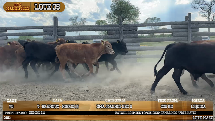Lote LOTE 5