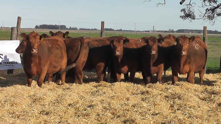 Lote VAQUILLONAS S/SERV COLORADAS