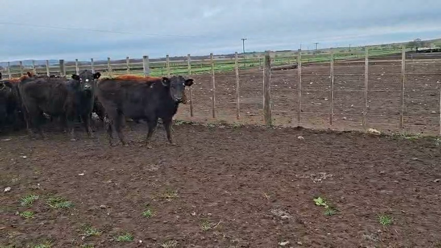 Lote 80 Terneros