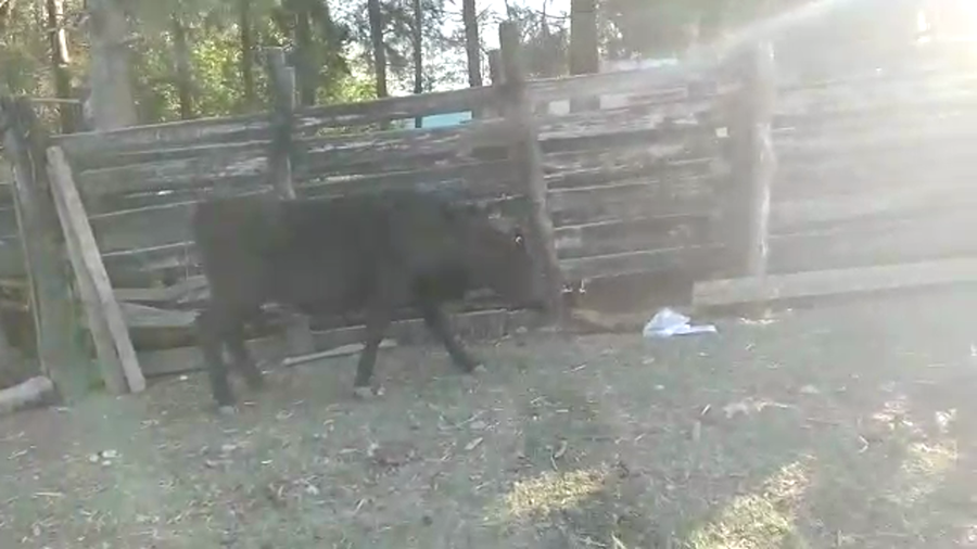 Lote 2 Terneras ANGUS NORMANDO a remate en REMATE POR PANTALLA 220kg - , San José