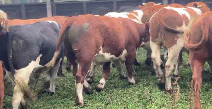 Lote 20 Novillo Engorda en Río Bueno, XIV Región Los Ríos