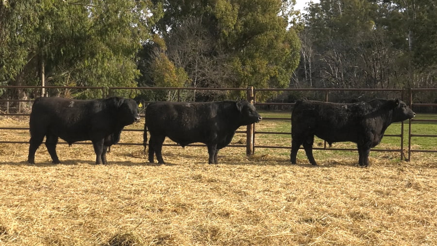 Lote TOROS PUROS DE PEDIGREE