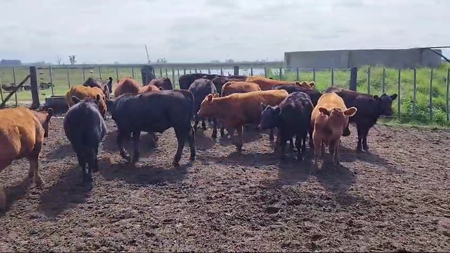 Lote 36 Terneros/as en Lincoln