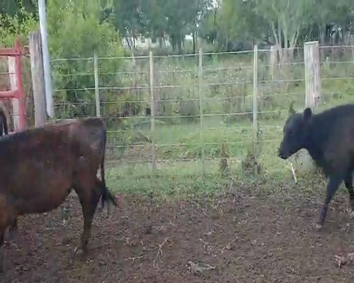 Lote 61 Terneras en Cañuelas, Buenos Aires