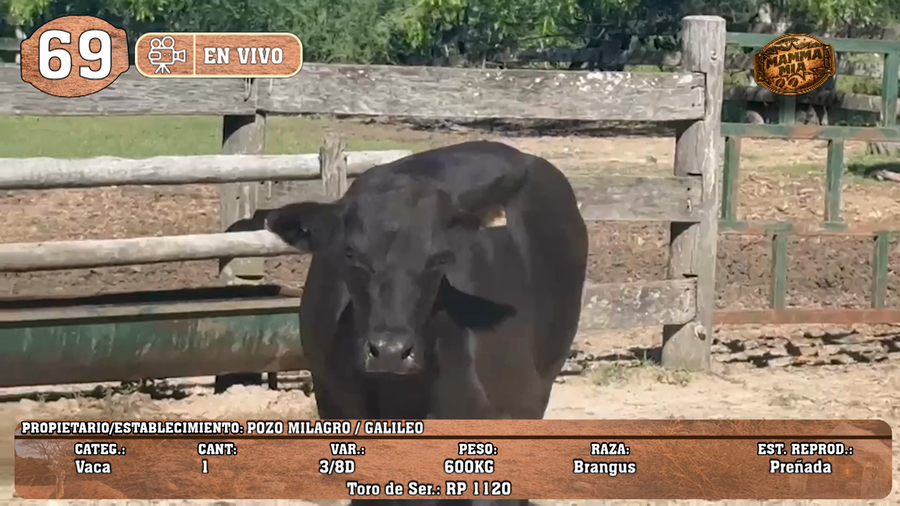 Lote LOTE 69 -EN VIVO