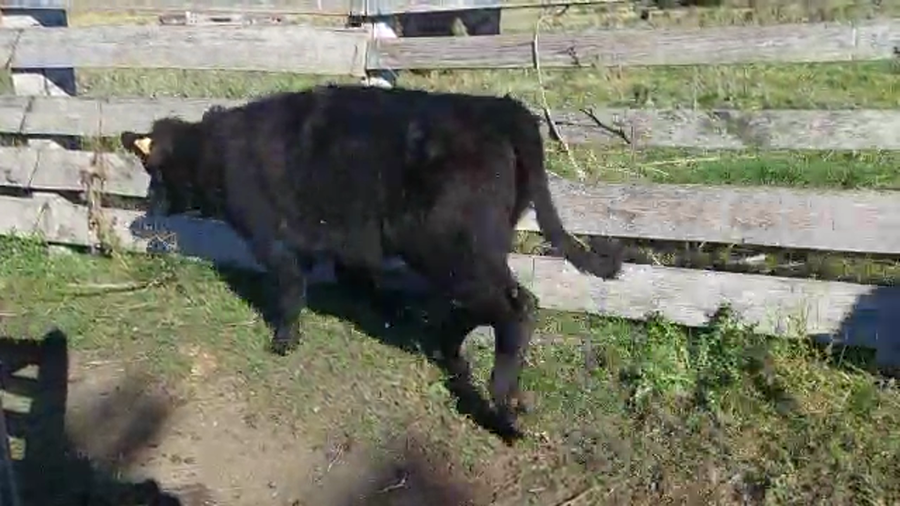 Lote 12 Terneras ANGUS a remate en Pantalla Camy Mayo - Desde La Cuenca 220kg - , San José