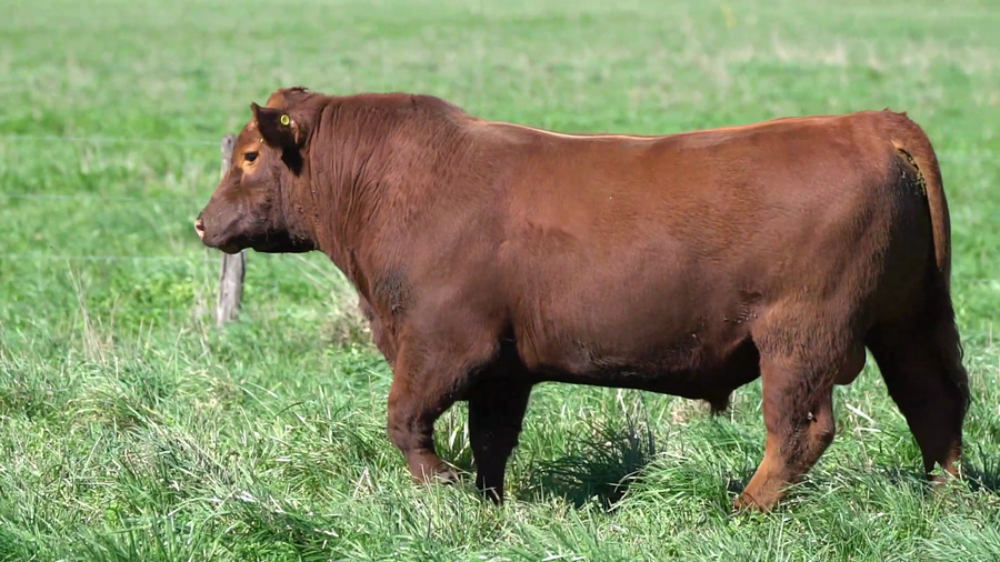 Lote TORO