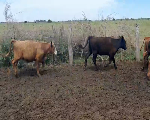 Lote 70 Terneros/as en Dolores, Buenos Aires