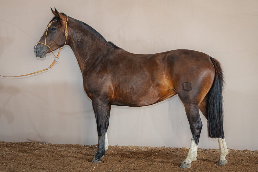 Lote BB Achicoria - Cabaña Don Luis