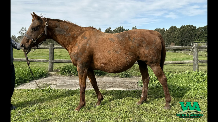 Lote MISS PERCAL (Arg)