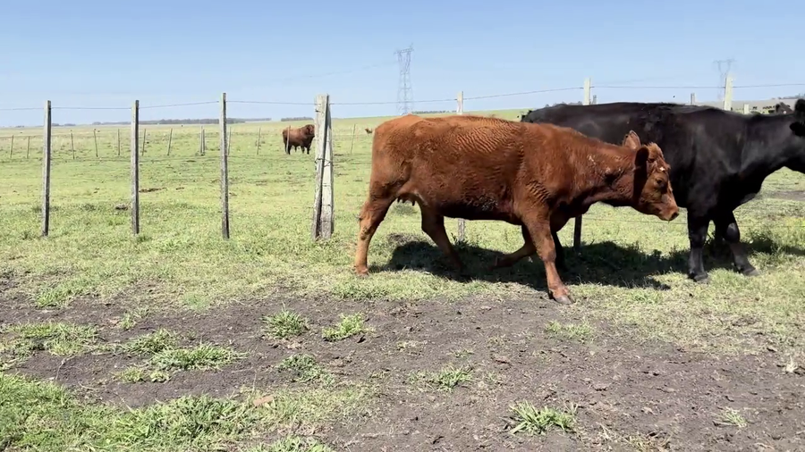 Lote VACAS PREÑADAS