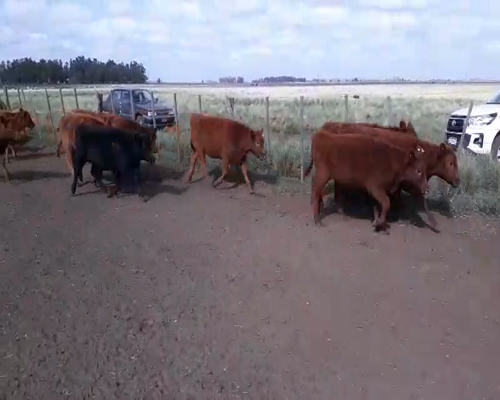 Lote 90 Terneras en Huanguelen, Buenos Aires