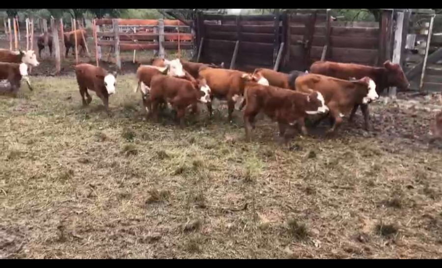 Lote 80 Terneros/as en Victoria, Entre Ríos