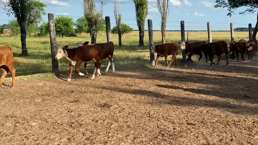 Lote 80 Terneros/as en Esquina, Corrientes