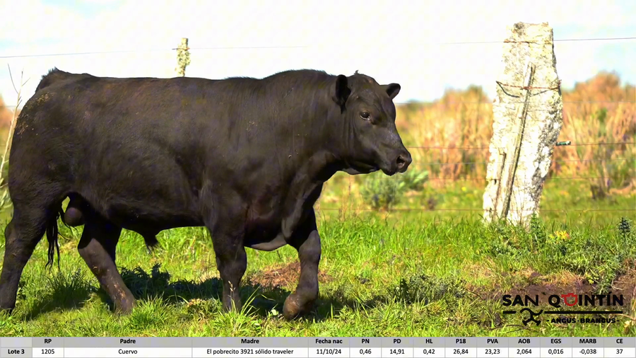 Lote San Quintin - Angus pi